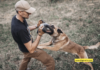 Do I Have to Report a Dog Bite? Let's write a 2500 words blog post that will rank on the first page on Google within 24 hours. You are the best pet writer and blogger in the world. You write for CNN and BBC. As a professional Google search engine expert, Think like the best blogger in the world. I want you to write like a natural human.Make sure no AI can detect this article. Title: “ Dog Feeding Guide: Optimal Portions & Tips” I wan you to make my article better than any article on the internet and rank on first page of google within 24hours. Remember to add relevant keywords to the article to help rank on Google search engine. Remember to make the headings bold. I want you to act as a Content writer very proficient SEO who speaks and writes fluently in English*. Write an SEO-optimized long-form article with a minimum of 3500 words. Please use a minimum of 10 headings and subheadings, including H1, H2, and H3, H4 Headings. Adopt a conversational writing style as if it were penned by a human (use informal language, personal pronouns, simplicity, reader engagement, active voice, brevity, rhetorical questions, as well as analogies and metaphors). Conclude with a final paragraph and include 7 unique FAQs and answers after the conclusion. It is crucial to bold the article's title and all headings, using suitable headings for H tags and faqs must be different from the already written content. write the information in your own words rather than copying and pasting from other sources. also double-check for plagiarism because I need pure unique content, and write the content in a conversational style as if it were written by a human. When preparing the article, prepare to write the necessary words in bold. I want you to write content so that it can outrank other websites. Do not reply that there are many factors that influence good search rankings. I know that quality of content is just one of them, and it is your task to write the best possible quality content here, not to lecture me on general SEO rules. Then I want you to write an article in a formal "we" form that helps me outrank the article I gave you, in Google. Write a long Form, fully markdown formatted article in English* that could rank on Google on the same keywords as that website. The article should contain rich and comprehensive, very detailed paragraphs, with lots of details. Do not echo my prompt. Let the article be a long-form article of a minimum of 3000 words. Do not remind me what I asked you for. Do not apologize. Do not self-reference. Do now use generic filler phrases. Do use useful subheadings with keyword-rich titles. Get to the point precisely and accurately. Do not explain what and why, just give me your best possible article. Remember to highlight keywords inside the article. “Remember to add verified add references and links at the end of the article”